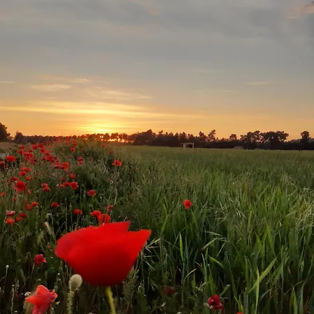 Halcones * Turégano