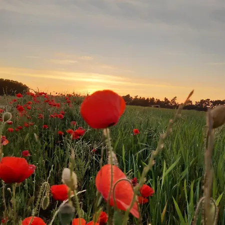 Halcones Villa Turégano