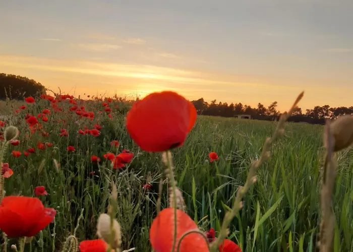 Halcones וילה Turégano